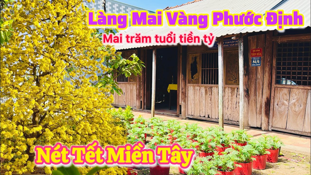 Vĩnh Long| Làng Mai Vàng Phước Định nhiều gốc mai trăm tuổi tiền tỷ Tết 2026|TrNQ
