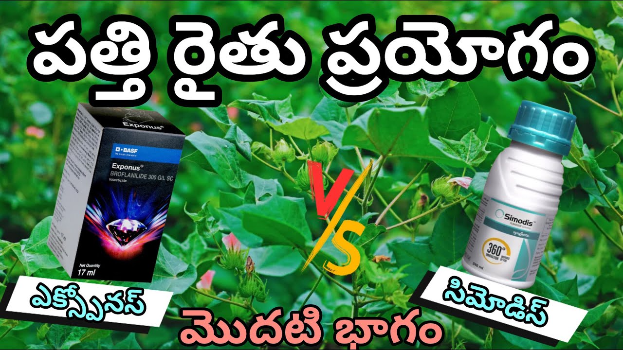 పత్తి రైతు ప్రయోగం|Cotton Farmer Experiment|Exponus|Simodis|Cotton Pest control Experiment|