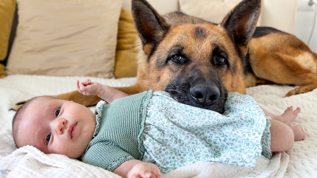 German Shepherd and Newborn Baby [Cuteness Overload]