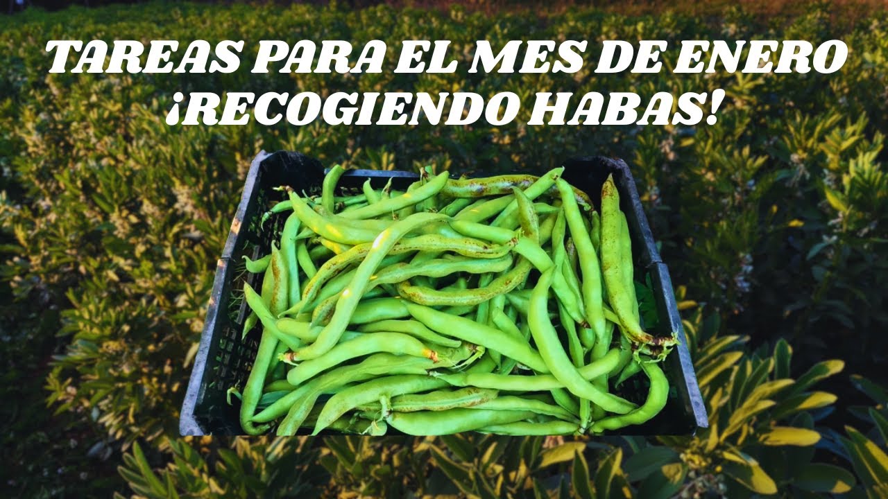 ¿QUE TAREAS REALIZAMOS EN ENERO?