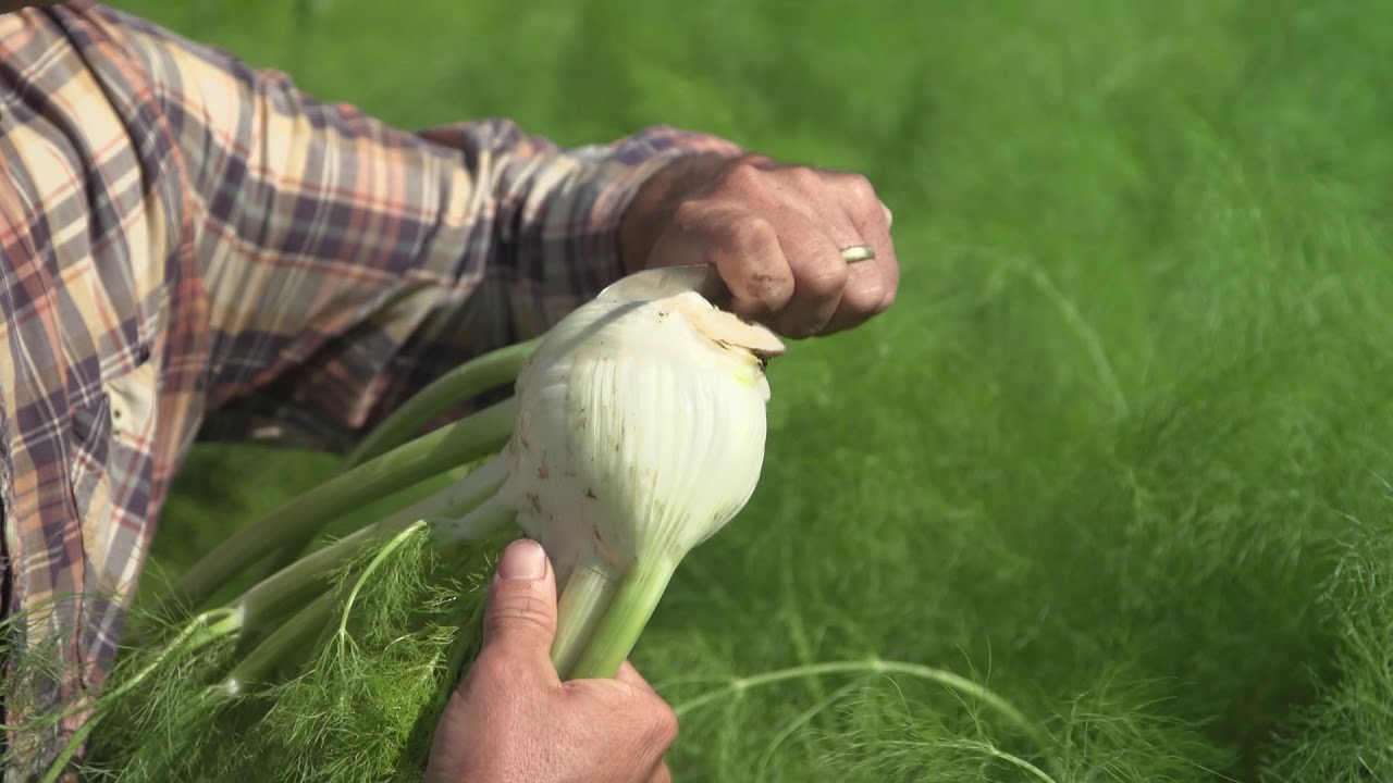 FENNEL: From the Field