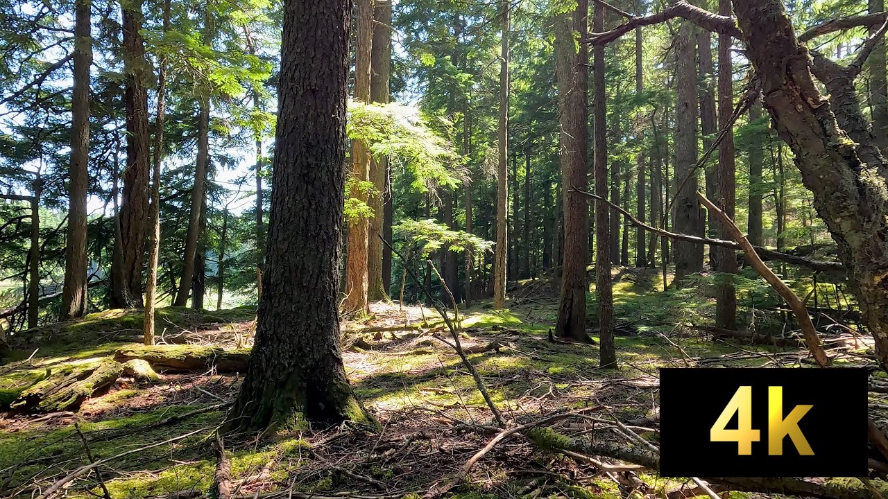 60 minutes of a Relaxing Forest in the San Juans