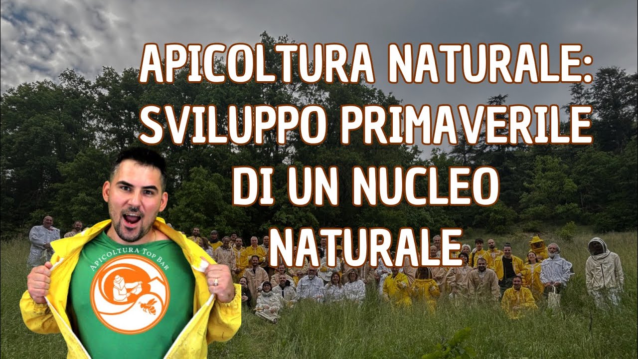 Apicoltura Naturale: Sviluppo primaverile di un nucleo naturale