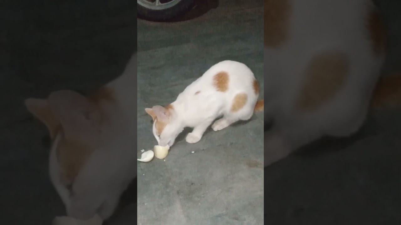 maara is cute cat video