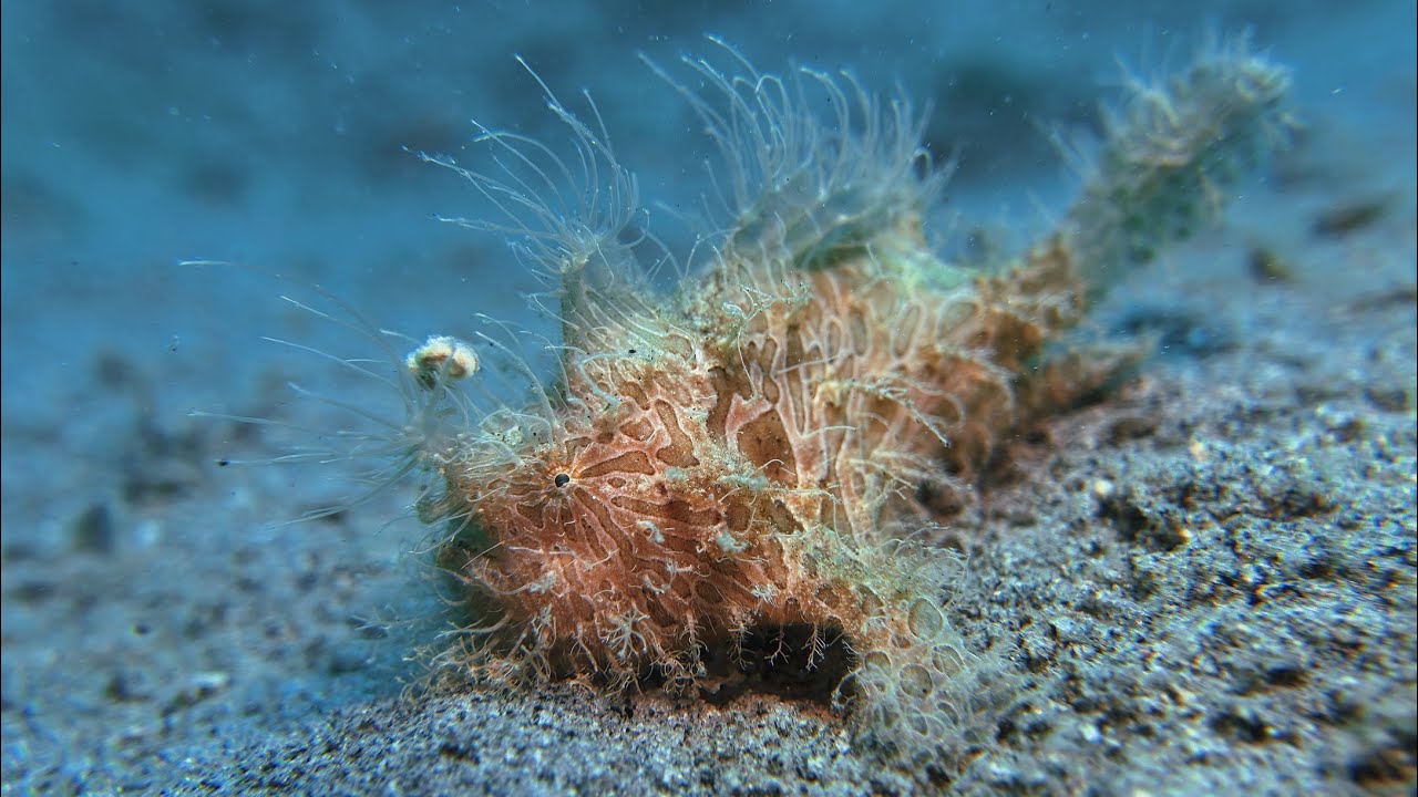 Macro diving in Dauin - Philippines, April 2025 [4K|60fps]