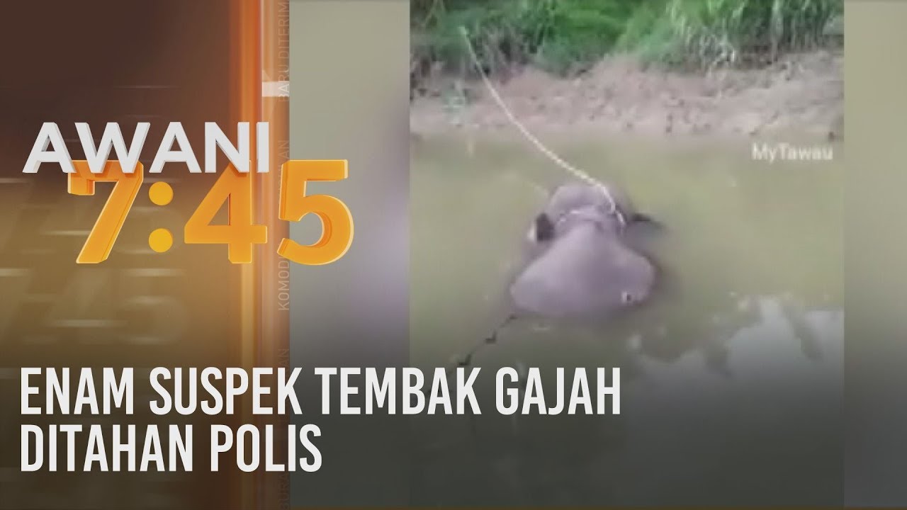 Enam suspek tembak gajah ditahan polis
