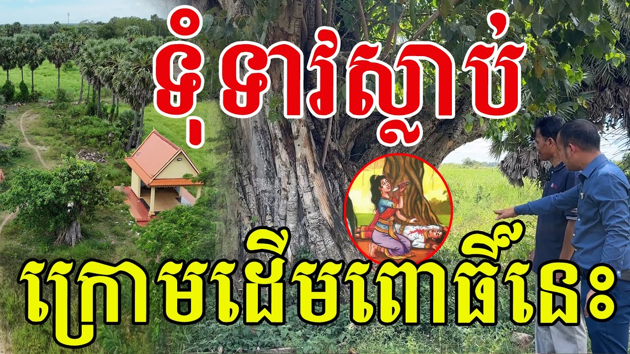 ដើមពោធិ៍ទុំទាវ បានក្លាយជាតំបន់ដ៏គួរឱ្យចាប់អារម្មណ៍នៅត្បូងឃ្មុំ