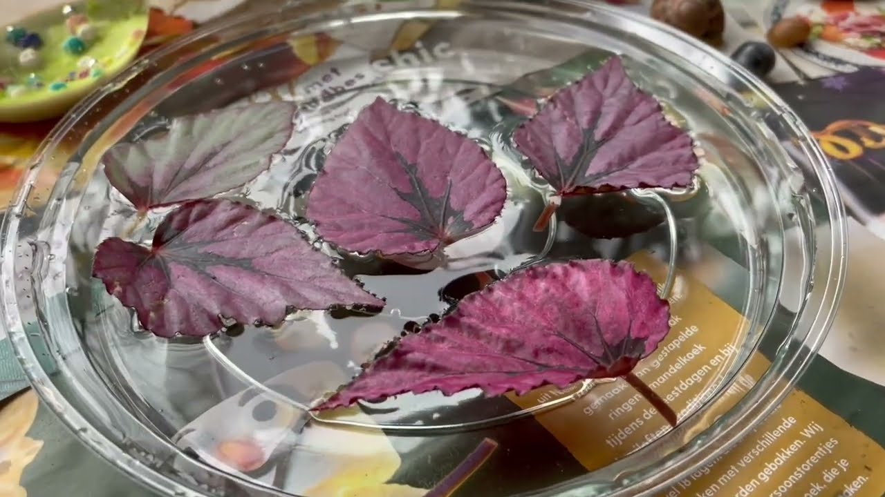 Blad begonia stekken, Propagation Begonia Maori haze