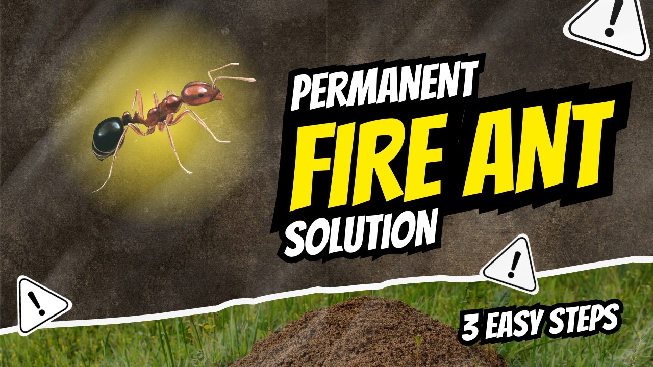 Proven 3 Step System to Get Rid of Fire Ants Forever