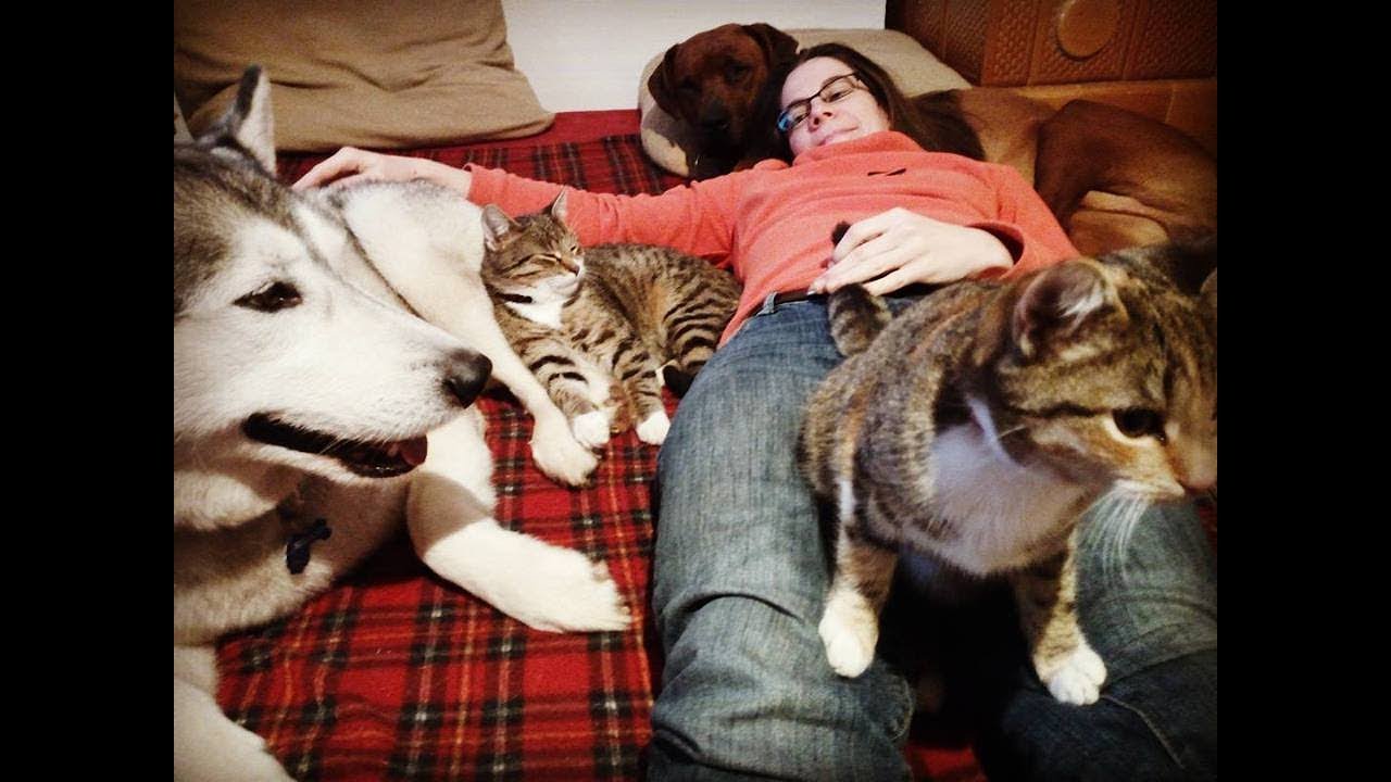 COMO HACER QUE PERROS Y GATOS SE LLEVEN BIEN