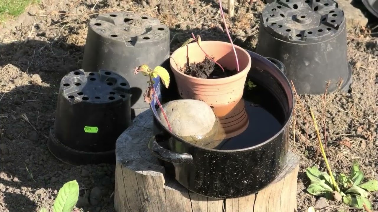 Träumereien im Garten - Musikclip