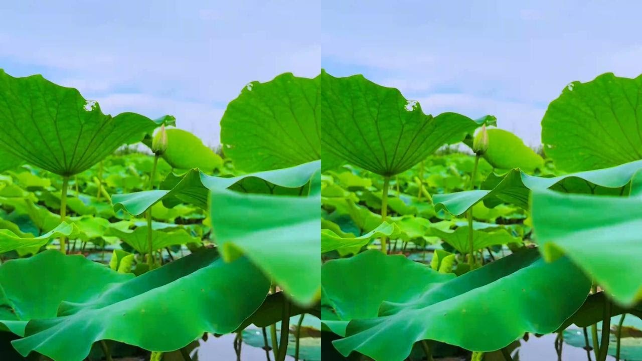 Lotus leaves and roots make delicious dishes. #NewFarmerPlan2024 #RuralCuisine #VillageGuardians