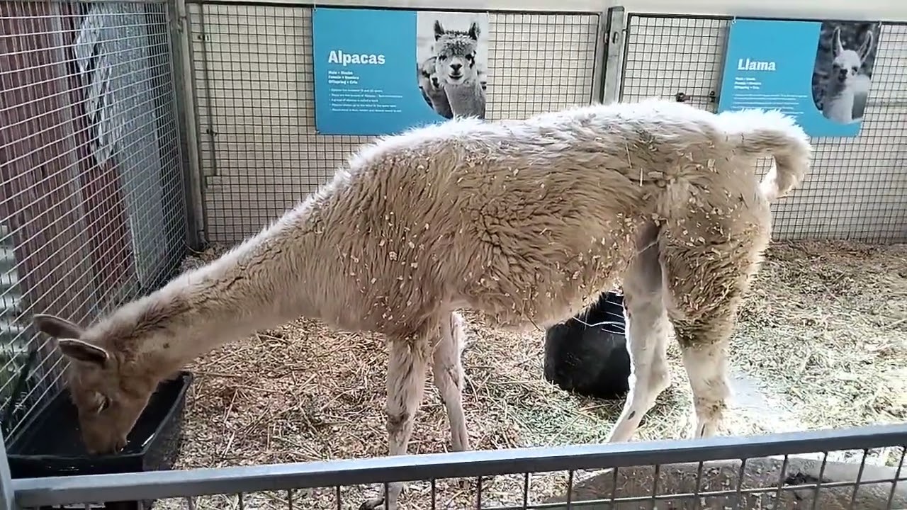 farm animals in royal Melbourne show#funny #funnyvideos