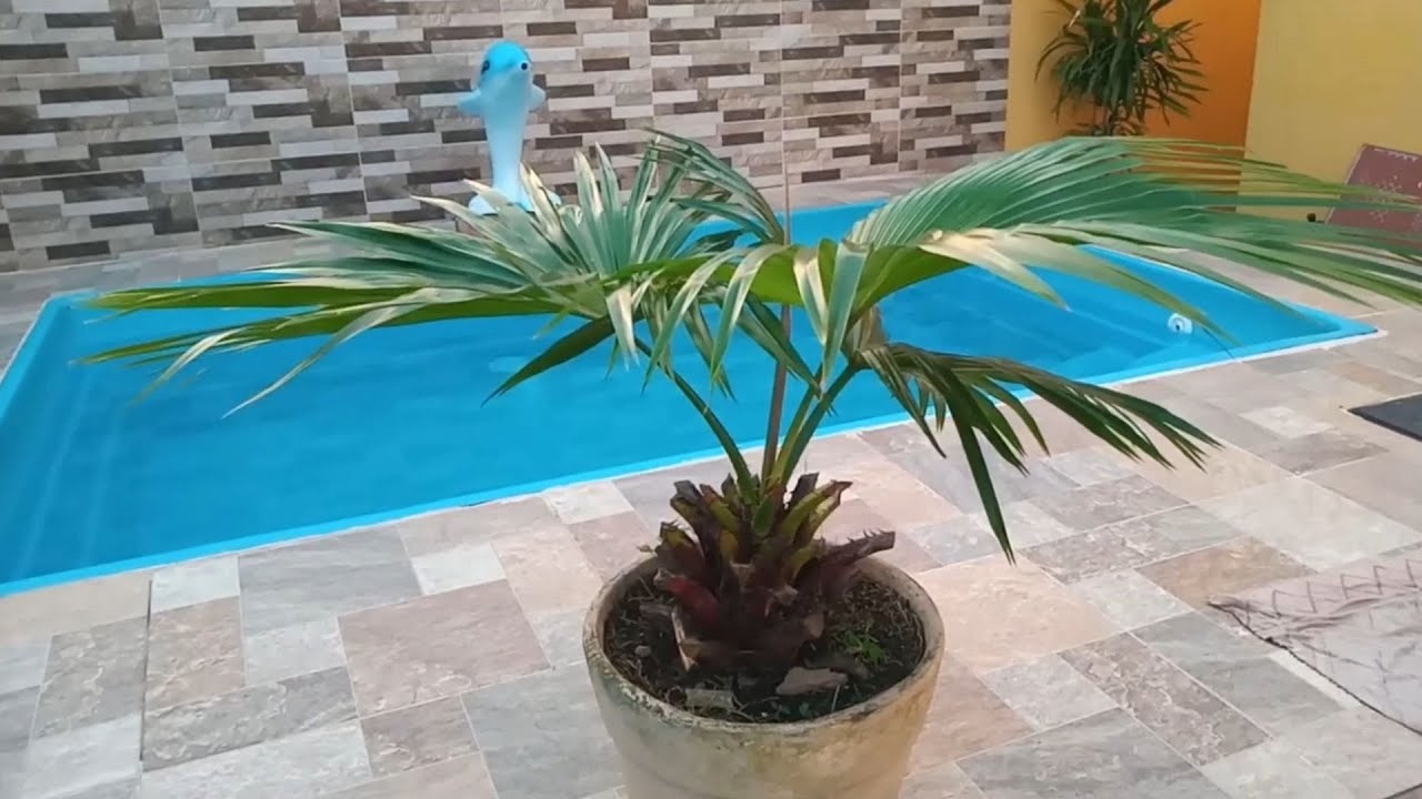 Ganhei planta de um dos amor + Tive que arrancar uma unha