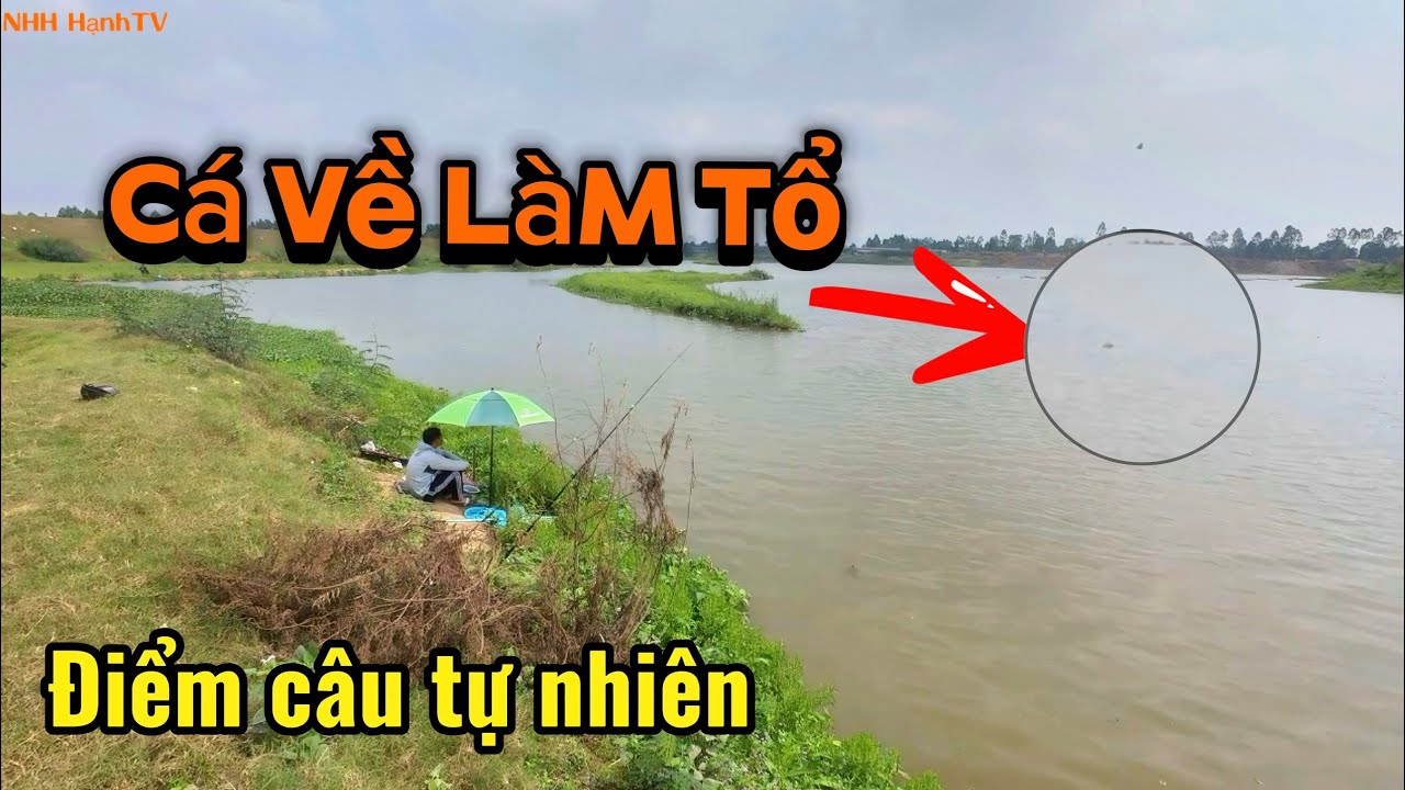 Phải biết câu | NHHHanhTV | khám phá điểm câu | cá về làm tổ điểm câu tự nhiên #nhhhanhtv #fishing 