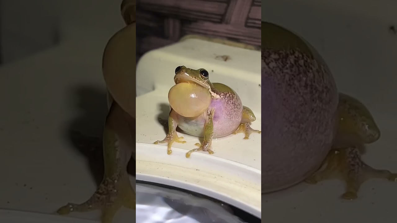 This is a strange looking duck, isn&rsquo;t it? 🐸 #shorts #frog #treefrog #wildlife