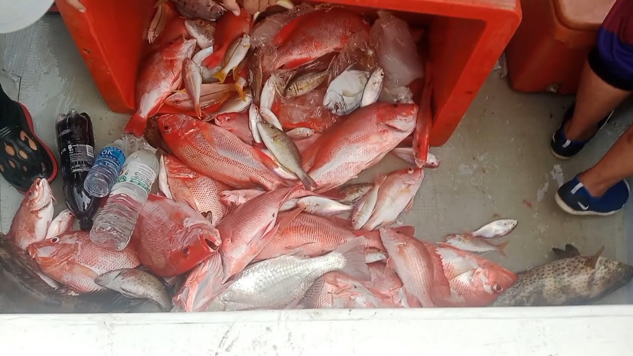 #SF79 - Ikan Merah Yak Yak Saiz Gorgon Di Kedalaman 40 hingga 60 meter 