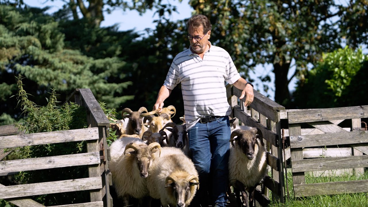 Kuddehonden / herding: hoeden en drijven van schapen als actieve sport met je hond