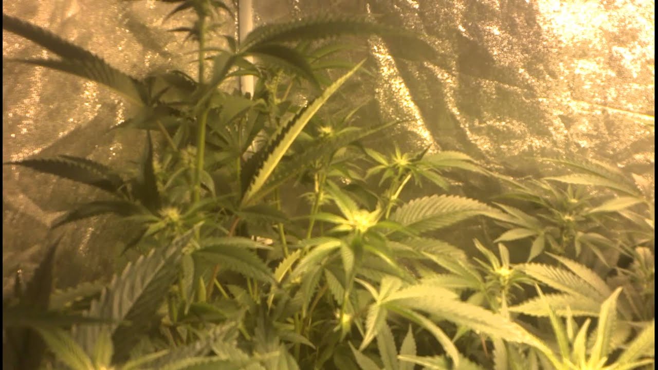 OG Kush (Larry OG/Fire OG) Week 3 Flower