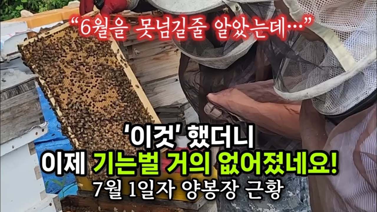 양봉장 세력막강..이제 살았다!!!