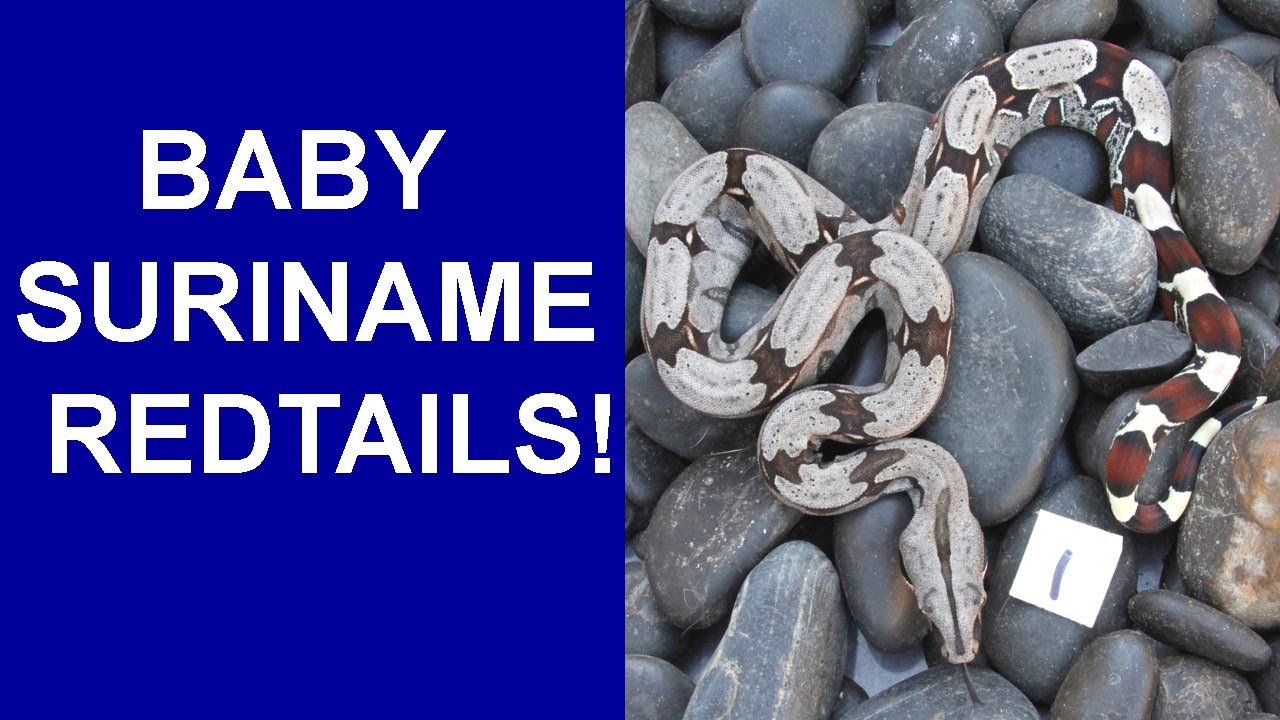 Awesome Suriname Redtail 2021 Litter #2 UPDATE!