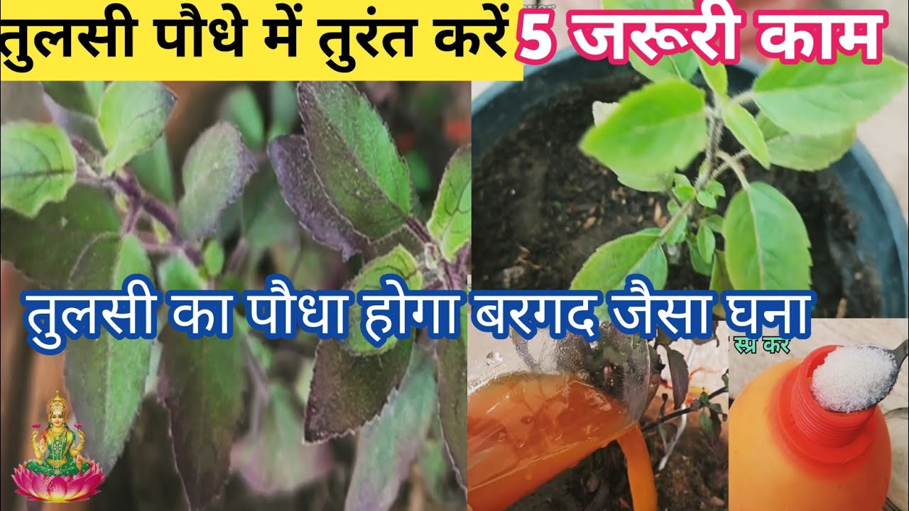 तुलसी सर्दियों में सूख गई है तो नया पौधा लगाएं। मार्च से पहले तुलसी में जरूर डाल दें ये खाद।