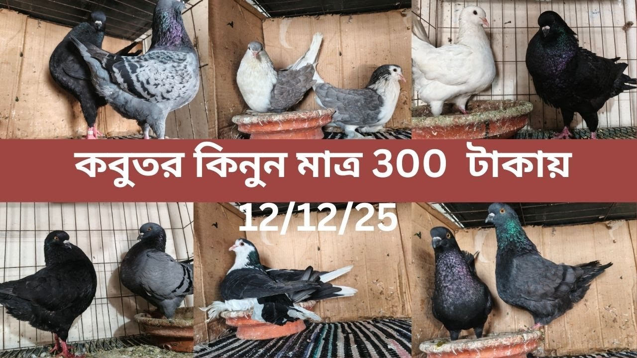ডিম বাচ্চা গ্যারান্টি সহকারে কবুতর কিনুন মাত্র 300 টাকায়