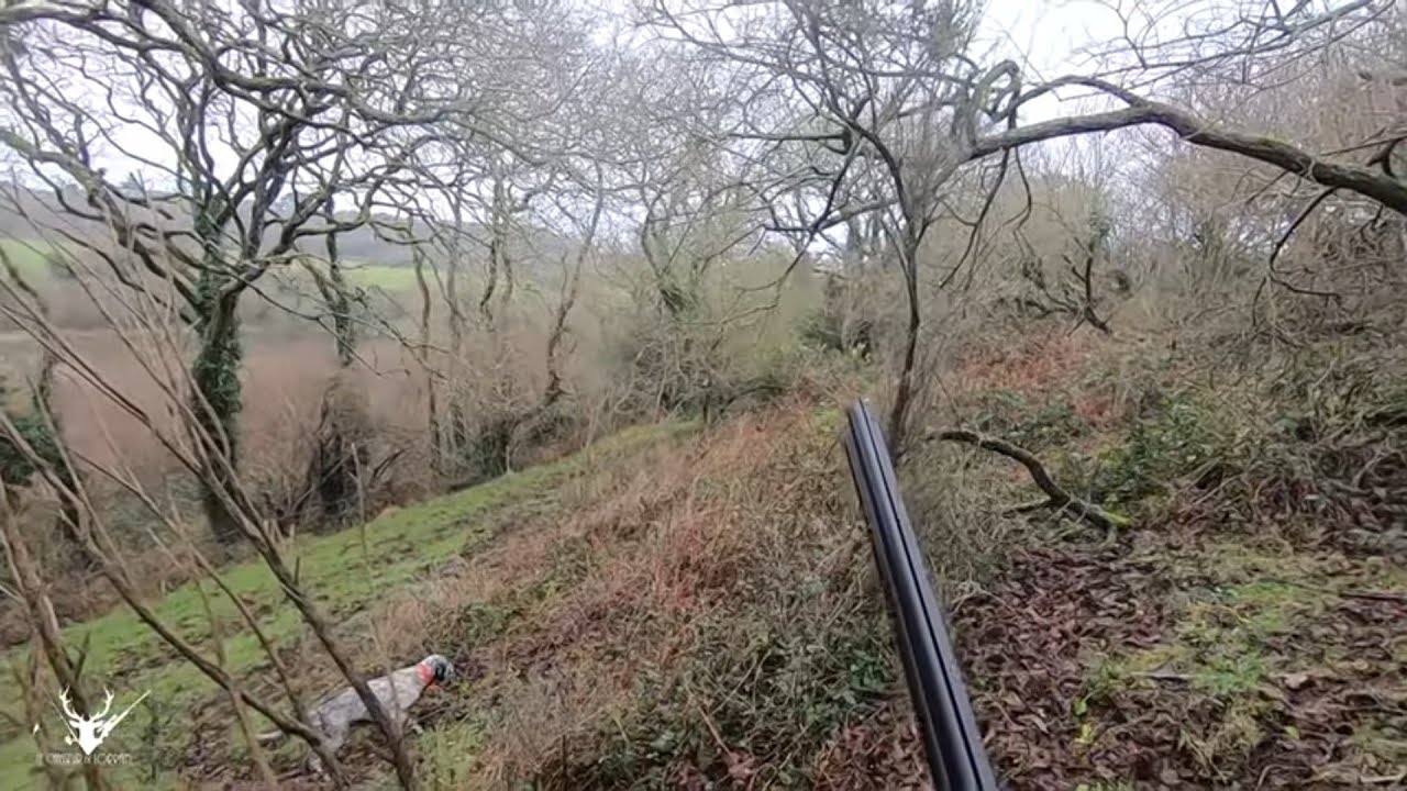 Chasse de la b&eacute;casse au chien d'arr&ecirc;t en Bretagne ! 