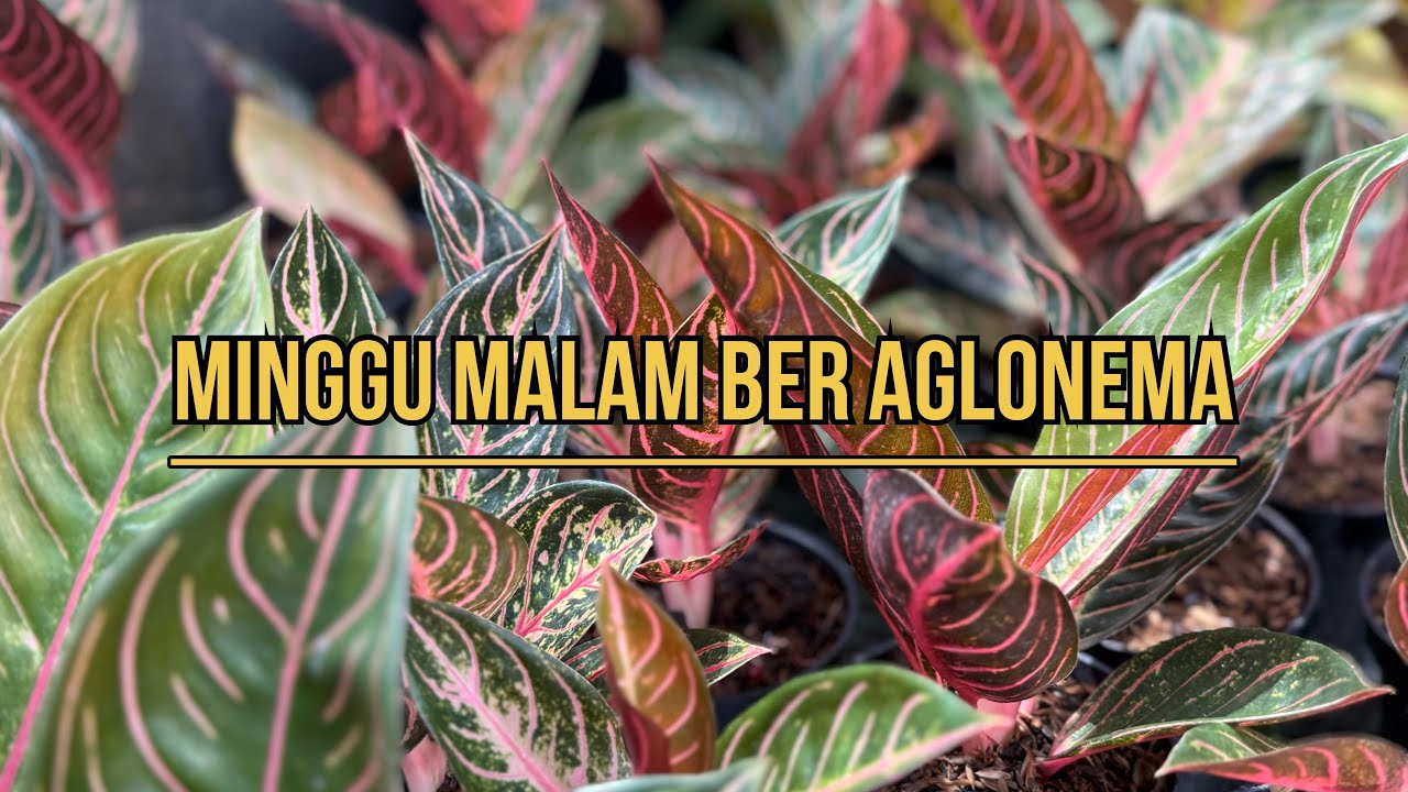 Minggu Malam Ber Aglonema