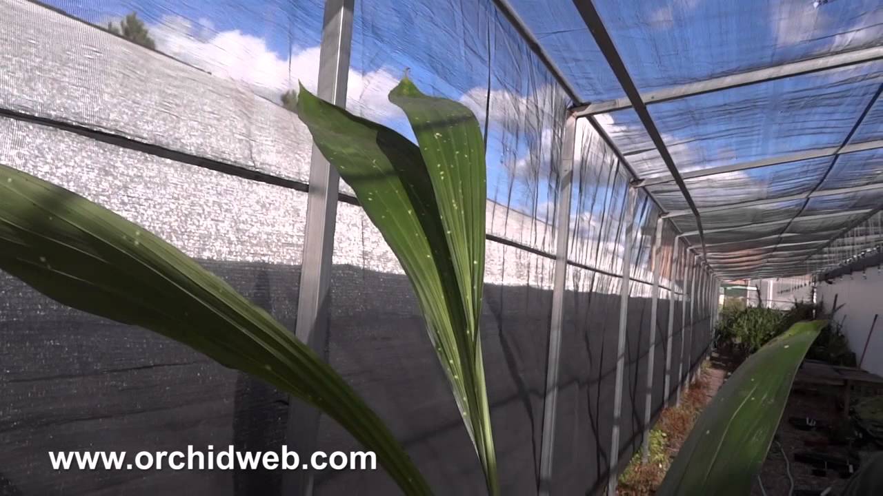 OrchidWeb - Phaius Joan Hart (variegated)