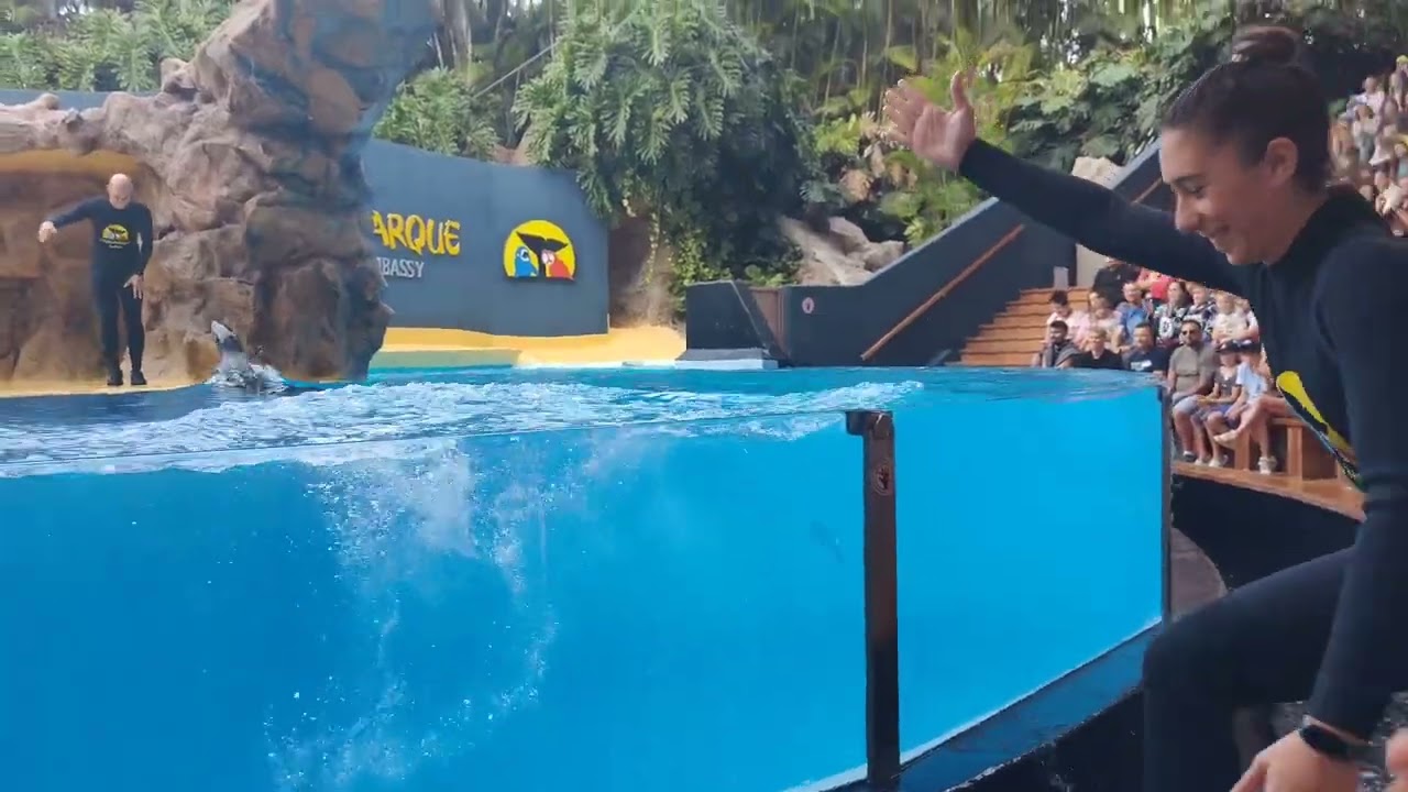 SEA LION SHOW, LORO PARQUE TENERIFE GRAND CANARY ISLAND 🏝️ P.1