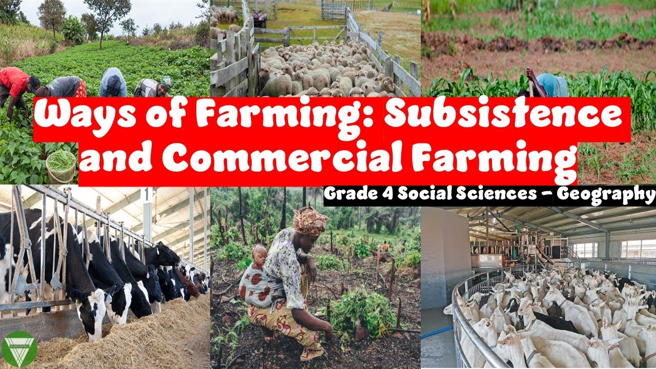 Ways of Farming: Subsistence & Commercial Farming | Grade 4 Social Sciences (Geography) | CAPS Term3