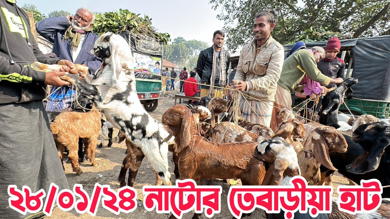 আজকের নাটোর তেবাড়ীয়া হাট। সিরাজগঞ্জ জয়পুরহাট পাবনা ঢাকা সীতাকুন্ড খুলনা নওগাঁর দর্শক ছাগল কিনলেন।