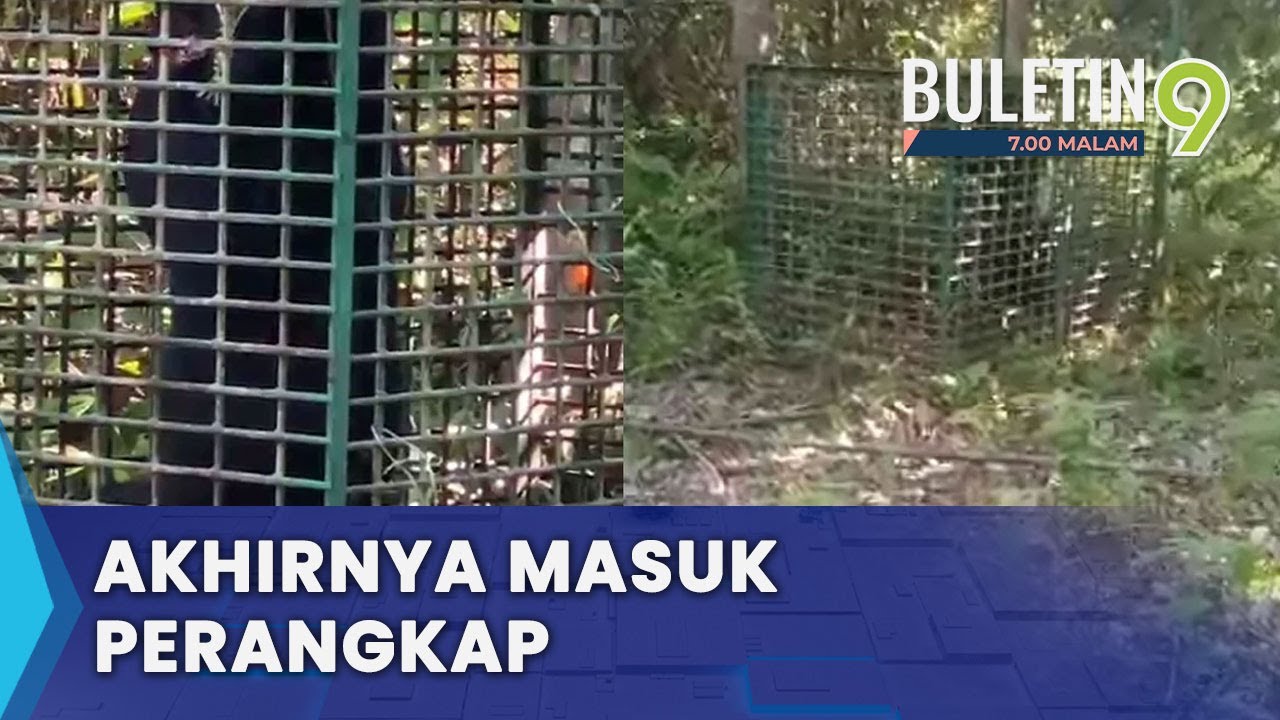 Beruang Matahari Serang Manusia Berjaya Ditangkap