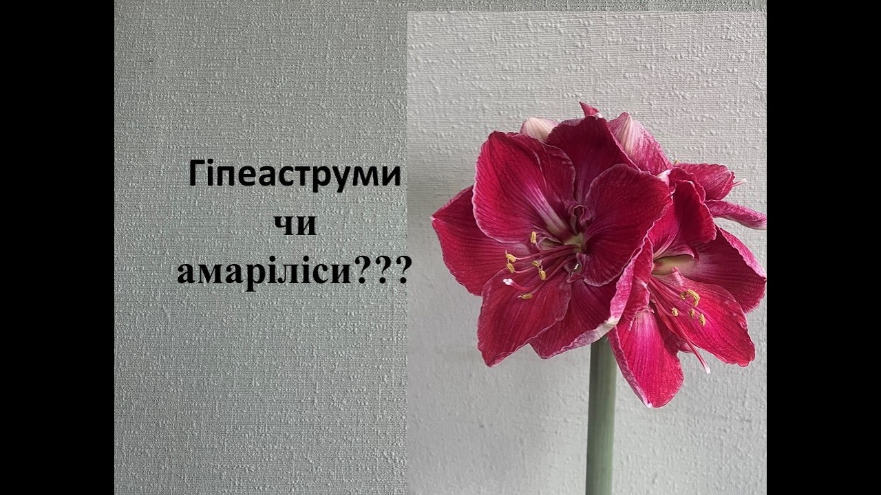 Чарівні гіпеаструми - хіт зими 2026 року!
