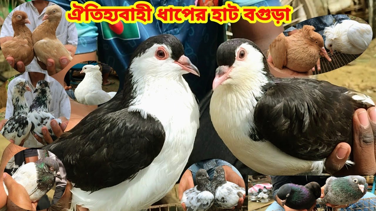 ধামাকা অফারে কবুতর কিনুন আজই||ধাপের হাট বগুড়া||কবুতরের দাম দর-২০২৫||Pegion price bd-2025||Dhaper Hat