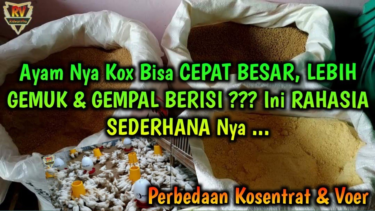 Ayam Pejantan Bisa CEPAT BESAR, LEBIH GEMUK & GEMPAL BERISI ??? Ini RAHASIA SEDERHANA Nya ...
