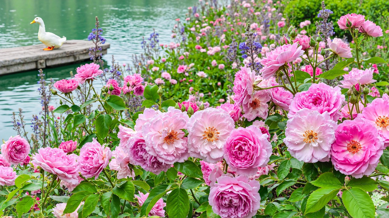 Розовые розы у воды 🌸 Пусть фортепиано и птицы исцелят вас ~ Глубокое исцеление 💗
