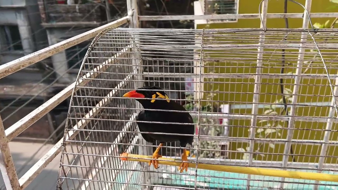 আমি সামনে গেলেই ময়না পাখি কথা বলা বন্ধ করে দেয়,, একা থাকলে অনেক বকবক করে,, 