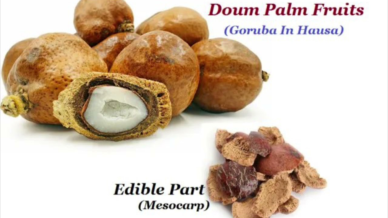 Doum Palm