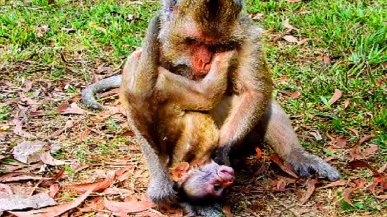 Ah! Why mum fight baby like this? Baby very angry mum and crying nearly convulsive|Look very sad