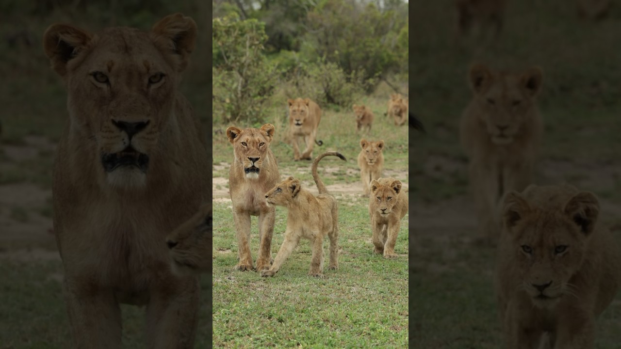 The Kambula pride 🦁 #wildlife #lion #animals #wildafrica #safari