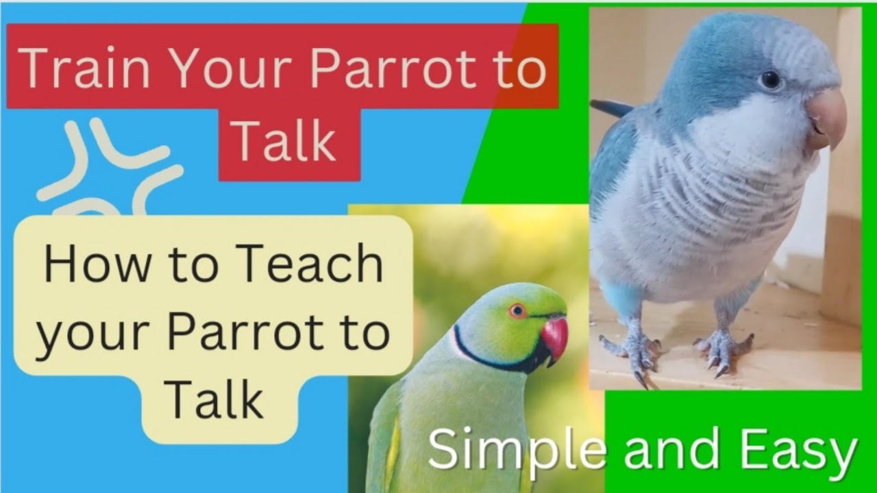 Teach Your Parrot to Talk with my Parrot | Quaker Parrot Talking | Monk Parakeet Talking 🦜