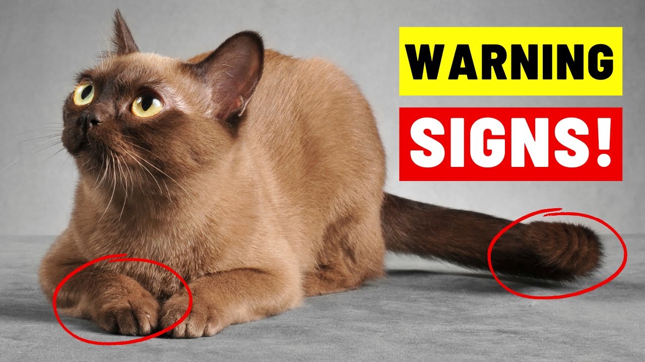 Cat Body Language DECODED - What They REALLY Want