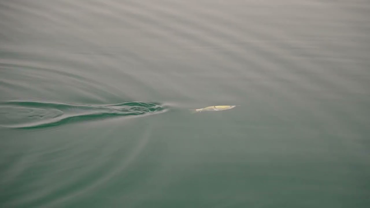 Molix Glide Bait 130 Dying Slow Motion Action