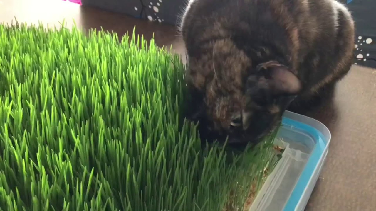 Cat eating grass ASMR