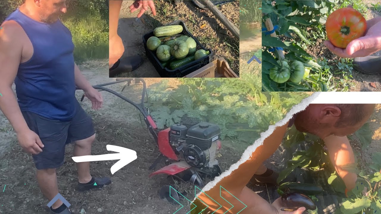 Réussir son potager avec un motoculteur : préparation du sol et techniques de semis et de plantation
