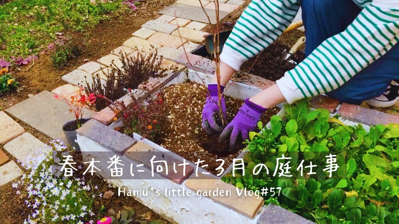 宿根草とブルーベリーの植え付け/黒点病のミニバラリセット/楽しみながら準備する３月
