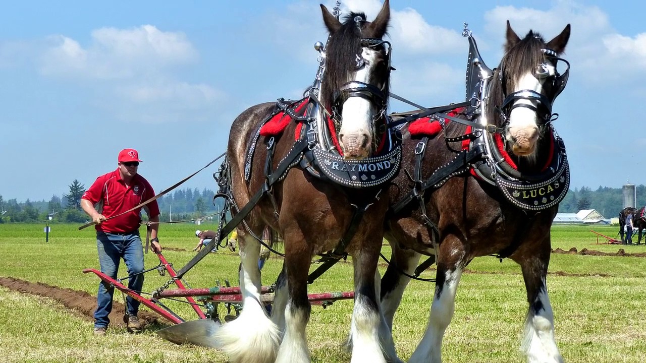 Abreviated video of the Lynden International Plowing Match 2017