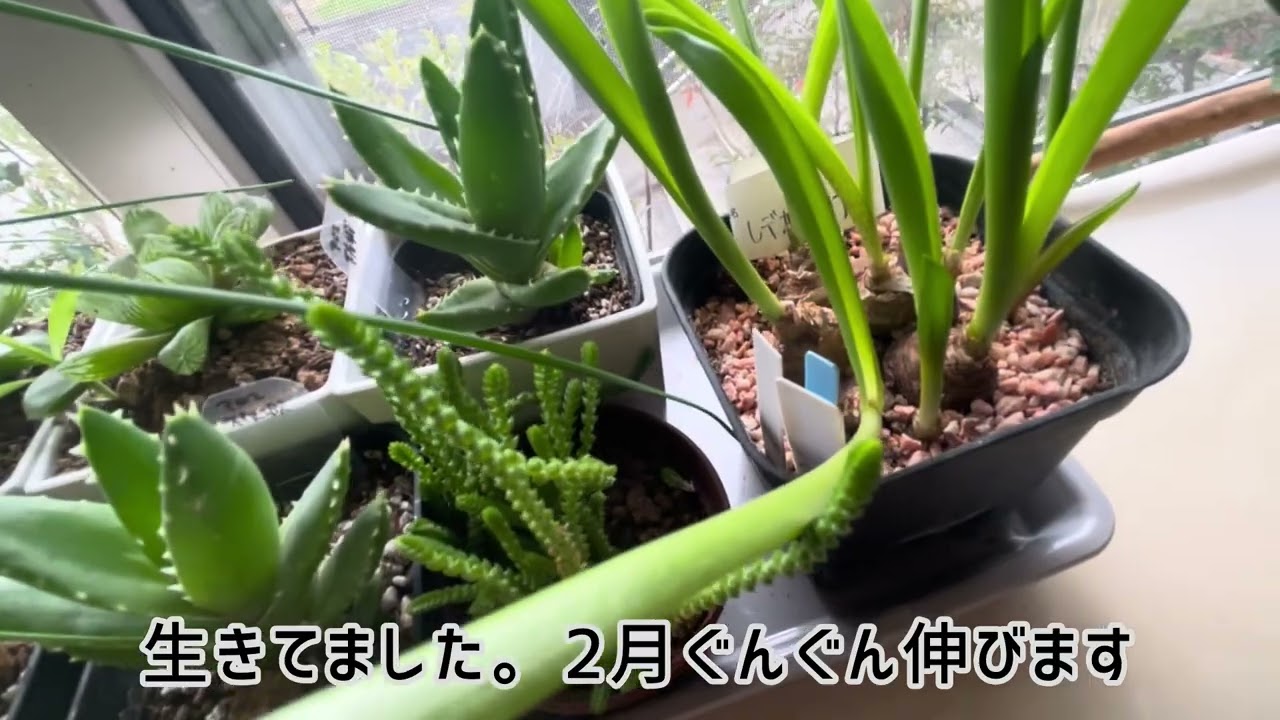 レデボウリア 球根から発芽